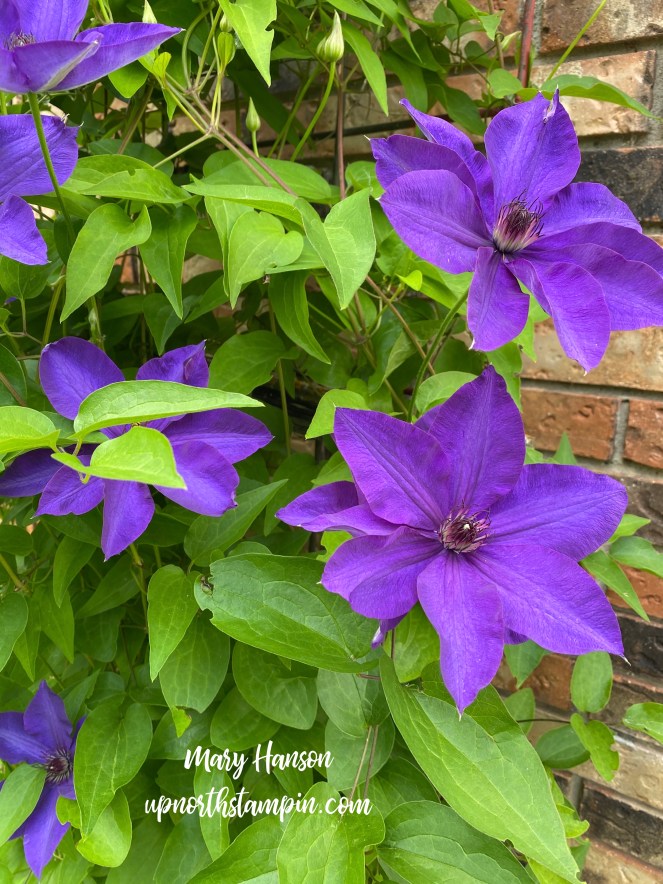 Mom's Clematis - 2020 - Mary Hanson